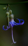 Campanula californica - California Bluebell